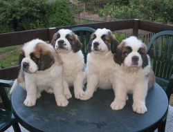 ST Bernards puppies available