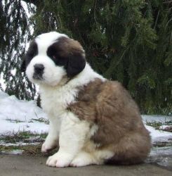 Quality Trained Saint Bernard Puppies For Sale