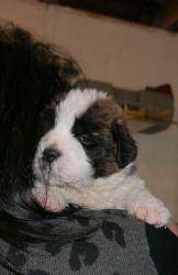 Saint Bernard Puppies For Sale, Ready Soon!
