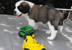 male and female saint Bernard puppies ready now