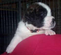 st bernard puppies willing for a new home