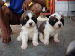 saint Bernards puppies for a great home