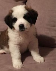 Potty Trained St Bernard Pups For Sale