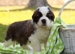 obstinate St. Bernards puppies for adoption