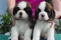 Saint Bernard Puppies Available for sale