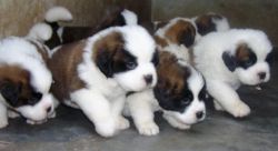 Saint Bernard Puppies Pedigree