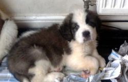 Saint Bernard Puppies Available For Sale $400