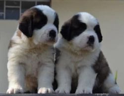 Beautiful saint bernard Puppies