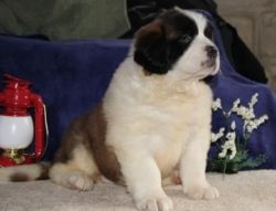 St. Bernard Pups From Health Tested Parents