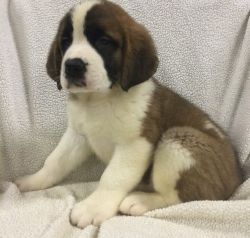 AKC registered and up to date on shots and worming 	Saint Bernard
