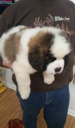 AKC saint Bernard Puppies for Sale $500