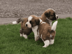 Stunning St Bernard Puppies