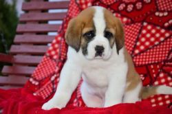 Saint Bernard Puppies For Adoption