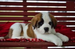 AKC registered Saint Bernard puppies