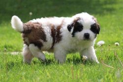 Lovely Little Saint Bernard Puppies Available