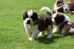 Beautiful St Bernard Puppies Available for sale