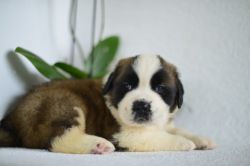 Outstanding St Bernard Puppies Now For Sale