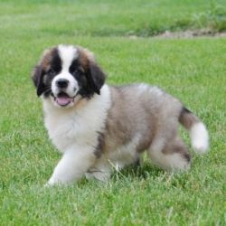 Male and female Saint Bernard Puppies Available