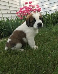 Home Raised Saint Bernard Puppies For Sale