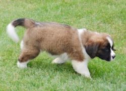 Saint Bernard Puppies*Well Socialized and Trained