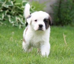 Available Saint Bernard puppies for sale