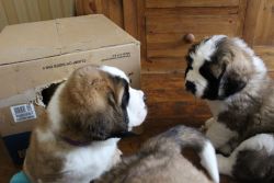 We have a litter of 3 AKC Registered St.Bernard Puppies