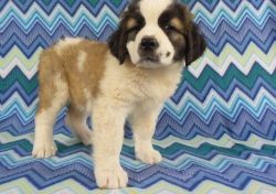 Beautiful Saint Bernard Puppies For Sale Now
