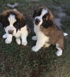 AKC Male and female Saint Bernard puppies
