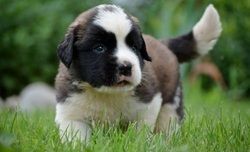 Saint bernard Pups available
