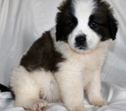 Lovely St.Bernard puppies available
