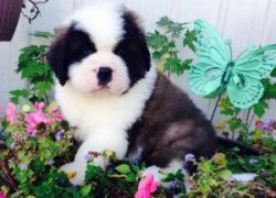 Saint bernard Pups available for sale with paper