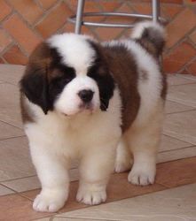 Cute Saint Bernard Puppies for adoption