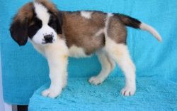 Lovely Male and Female Saint Bernard Puppies