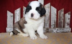 Friendly Saint Bernard Puppies For Sale