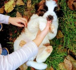 Purebred with Dewclaws Removed Saint Bernard Puppies