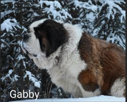 AKC St.Bernard dry mouth puppies for sale!