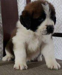 Classic Male and Female St. Bernard Puppies