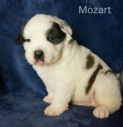 AKC dry mouth St.Bernard puppies for sale!