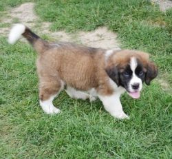 Top Trained Saint Bernard puppies For Sale