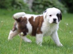 5 beautiful Saint Bernard puppies for sale.