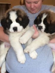 Lovely Saint Bernard puppies