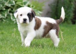Available AKC Saint Bernard Puppies