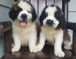 AKC Saint Bernard Puppies available!
