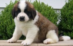long haired, dry mouth Saint Bernard puppies
