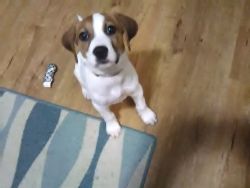 Cute 2 1/2 month old mixed breed puppy female very sweet