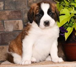 Sweet and Great Puppies of Saint Bernard for sale