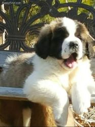 Saint Bernard puppies for sale!
