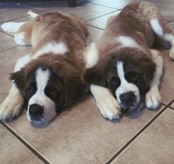 Sister & Brother for SALE! (Zeus and Athena)