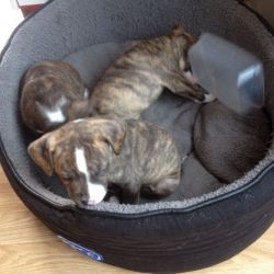 Beautifull Staffy Puppies Delivery Considered