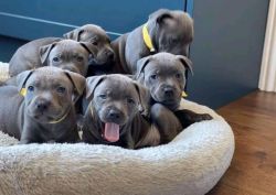 Staffordshire bull terrier puppies free to good home UK